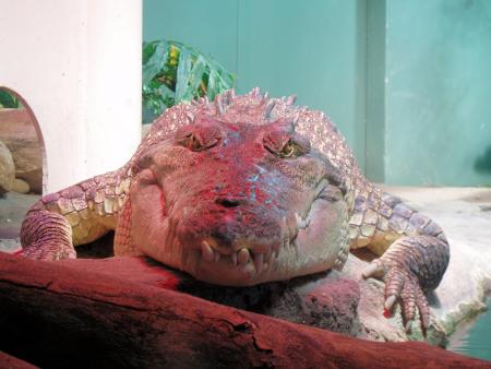Un Croco Pour Margot...